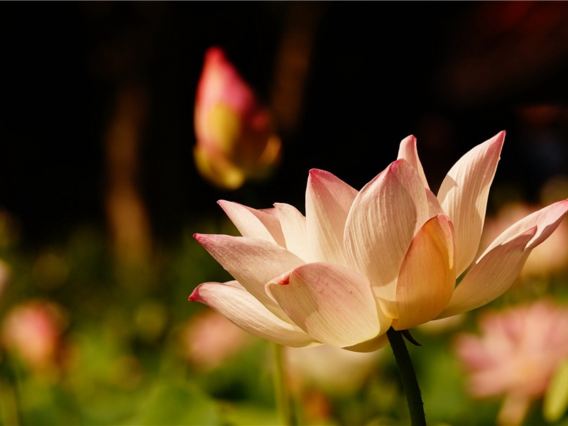 十年一觉扬州梦,赢得青楼薄幸名名句出处赏析故事