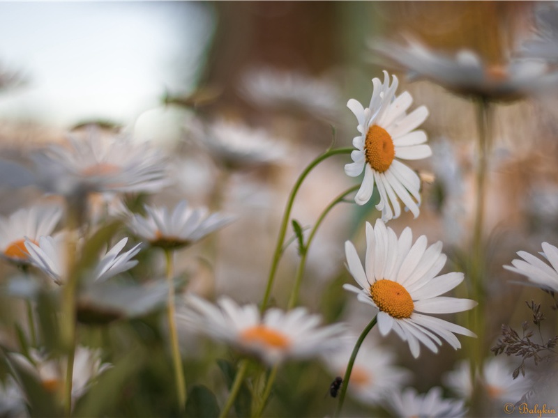 《赠卫八处士》原文注释翻译赏析杜甫古诗)