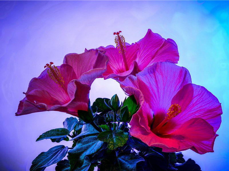 月随碧山转,水合青天流,杳如星河上,但觉云林幽出处意思赏析