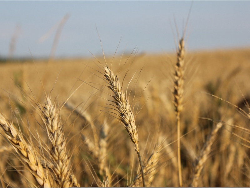 波澜誓不起,妾心井中水名句出处赏析故事