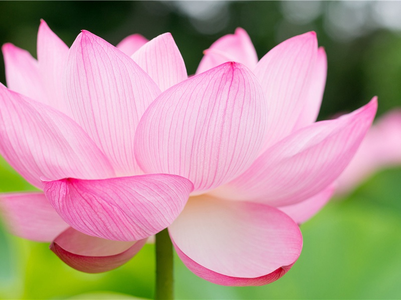 李白《春日归山寄孟浩然》古诗翻译赏析阅读