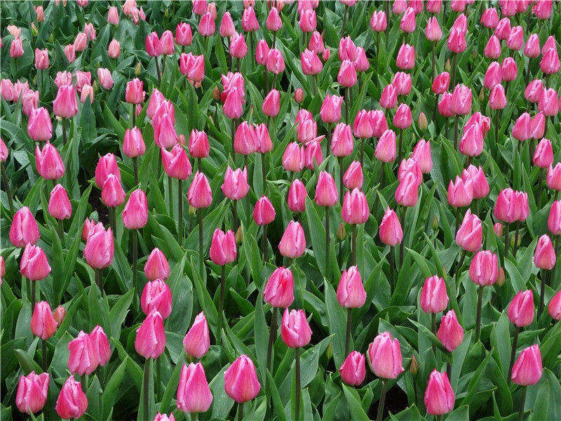 忧端齐终南,澒洞不可掇的意思出处赏析