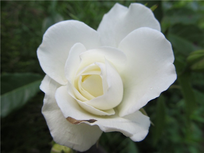 岂知秋禾登,贫窭有仓卒的意思出处赏析