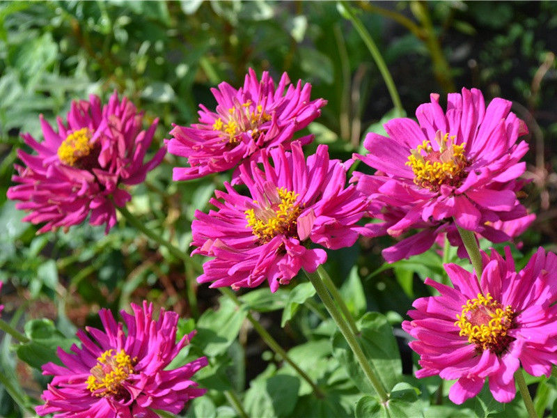 会须上番看成竹,客至从嗔不出迎出处意思赏析