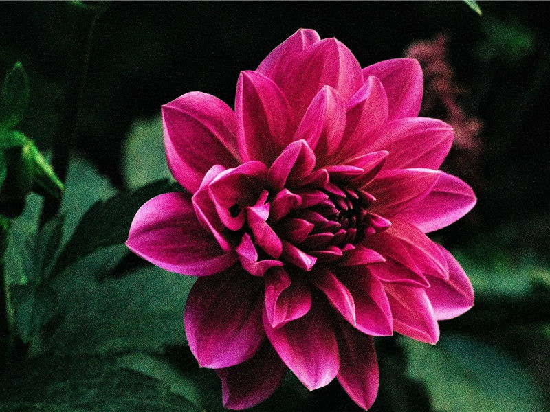 《兵车行》赏析-杜甫的诗