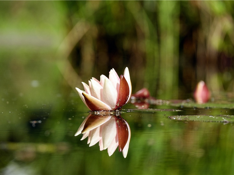 李白《代佳人寄翁参枢先辈》古诗翻译赏析阅读