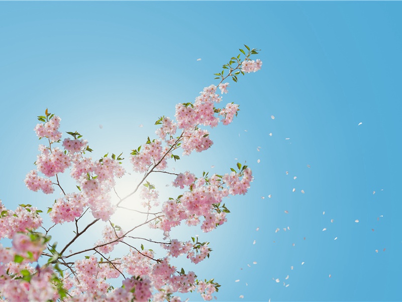 《醉时歌》赏析-杜甫的诗