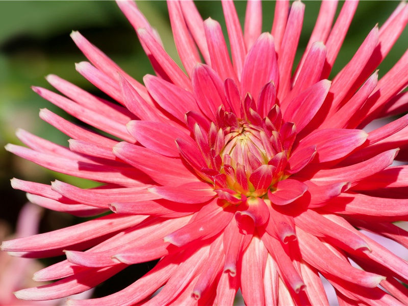 凉风起天末,君子意如何出处意思赏析