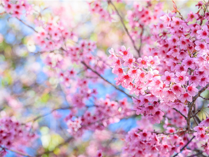 但见新人笑,哪闻旧人哭名句出处赏析故事