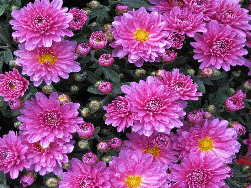 胡为慕大鲸,辄拟偃溟渤的意思出处赏析