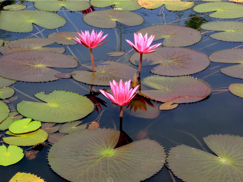 庾信平生最萧瑟,暮年诗赋动江关名句出处赏析故事