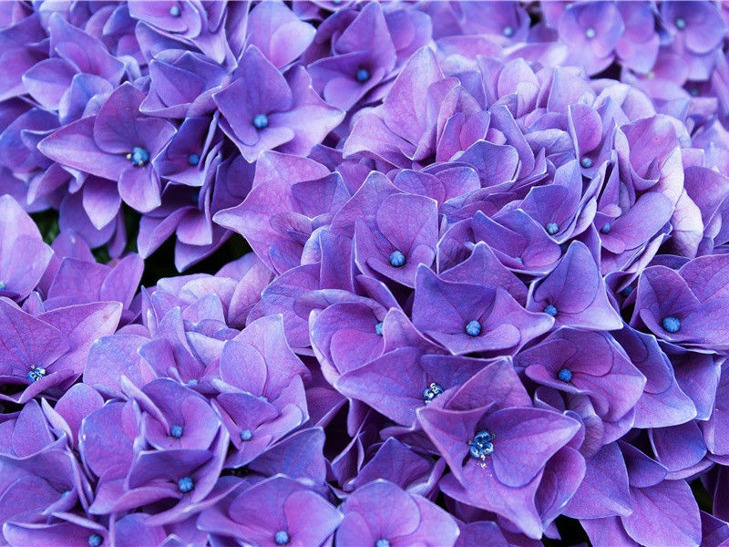 《和裴迪登蜀州东亭送客逢早梅相忆见寄》赏析-杜甫的诗