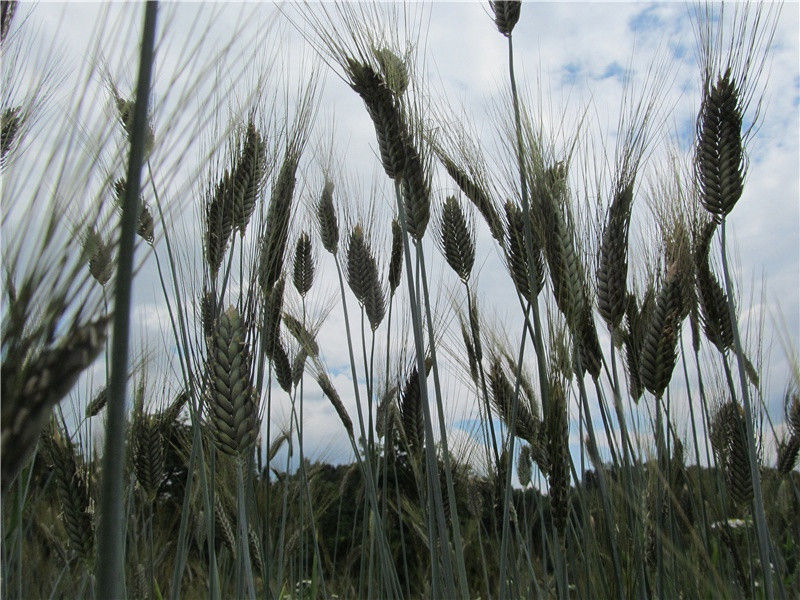 《绝句漫兴九首其七·糁径杨花铺白毡》赏析-杜甫的诗