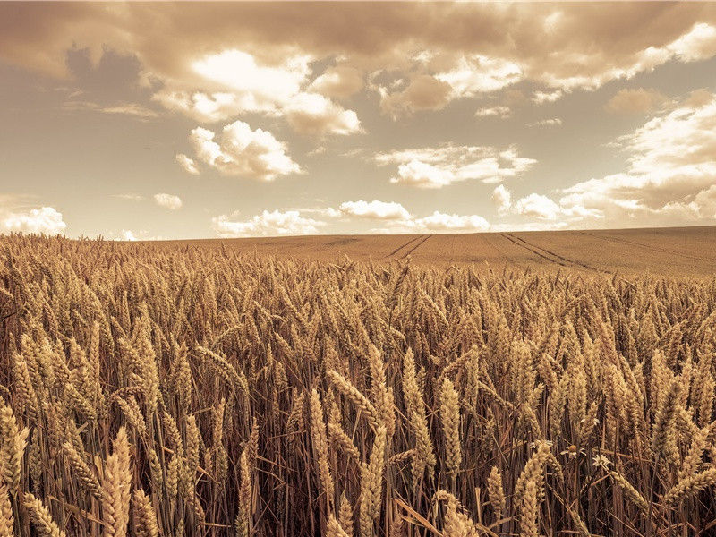 存者且偷生,死者长已矣出处意思赏析