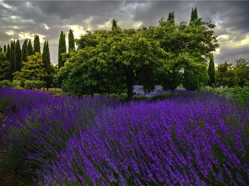 春窗曙灭九微火,九微片片飞花琐的出处意思赏析