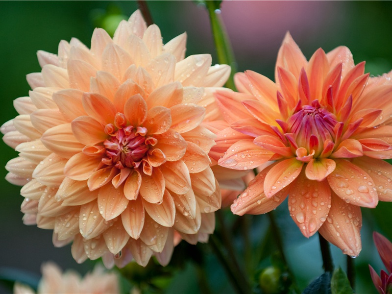 朔方健儿好身手,昔何勇锐今何愚的出处意思赏析