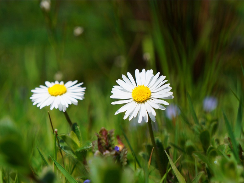 七子论诗谁似公,曹刘须在指挥中出处意思赏析