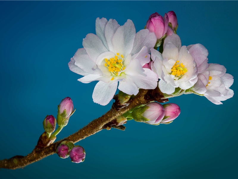 《夔州歌十绝句其一·中巴之东巴东山》赏析-杜甫的诗