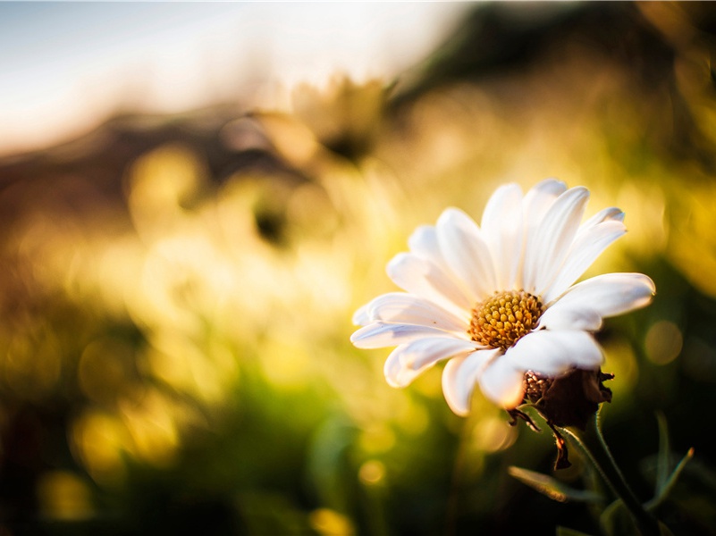 《宿江边阁》赏析-杜甫的诗