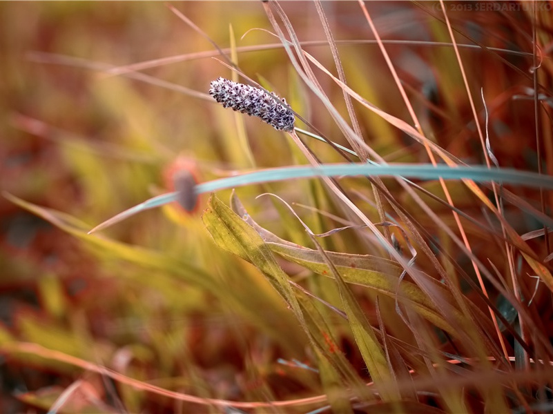 《孤雁》赏析-杜甫的诗
