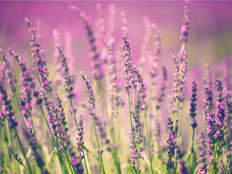 《燕子来舟中作》赏析-杜甫的诗