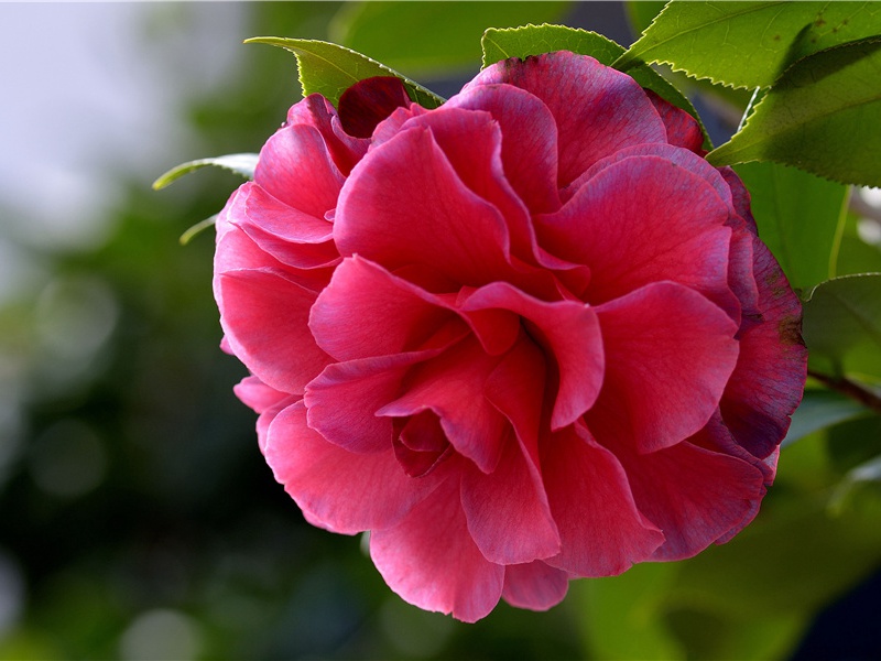 春望-原文注释翻译赏析杜甫古诗)