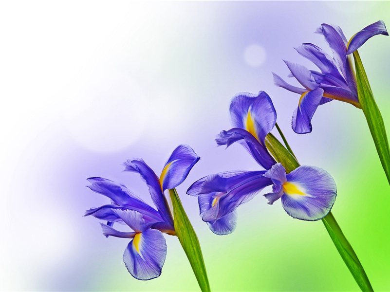 又呈吴郎-原文注释翻译赏析杜甫古诗)