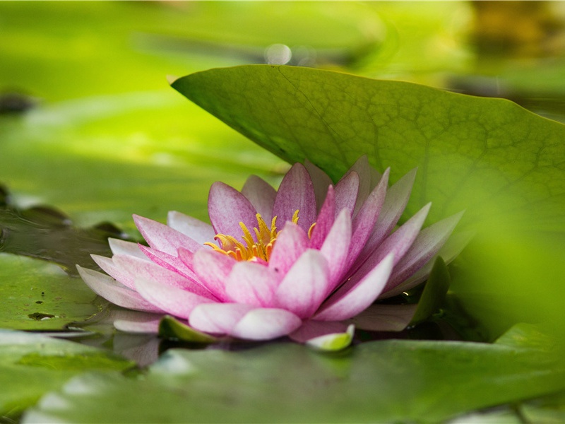 望岳-原文注释翻译赏析杜甫古诗)