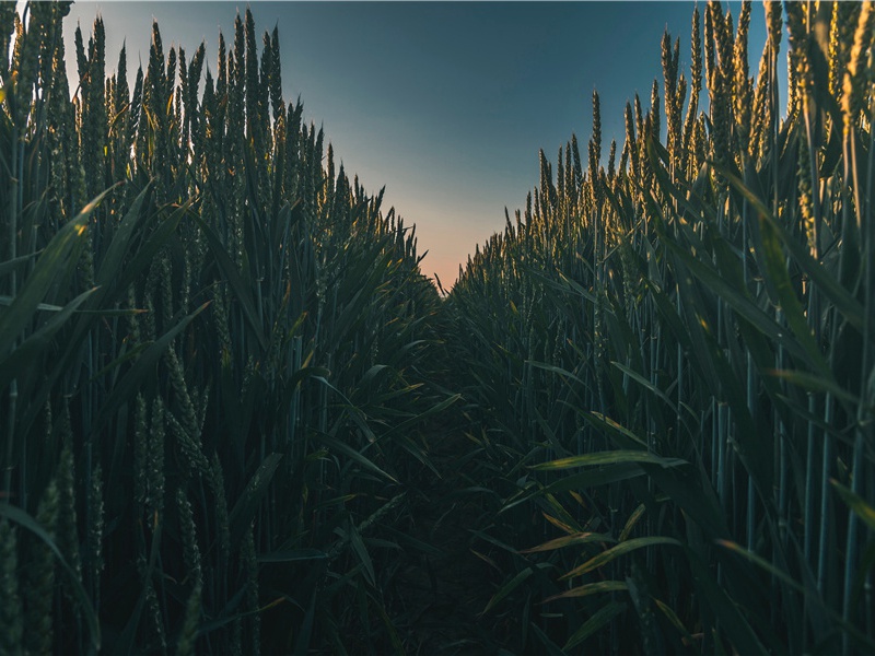 李白《黄鹤楼送孟浩然之广陵》赏析-唐诗排名第40名