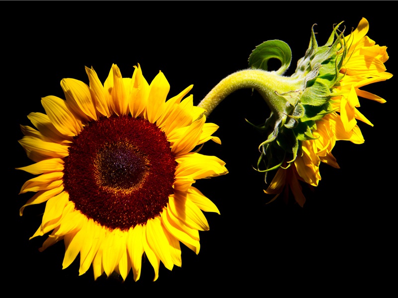 奉济驿重送严公四韵-原文注释翻译赏析杜甫古诗)