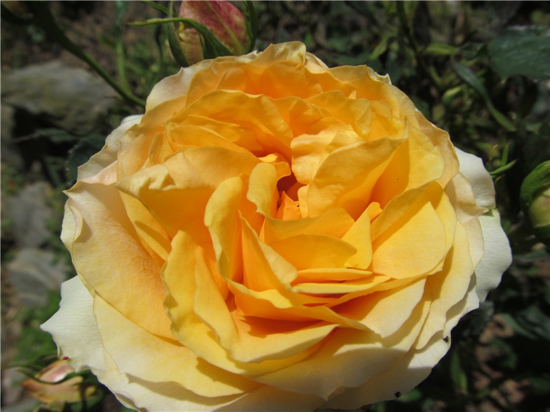 别房太尉墓-原文注释翻译赏析杜甫古诗)