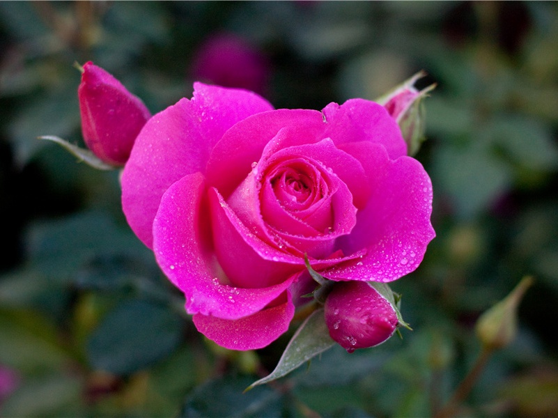 白帝-原文注释翻译赏析杜甫古诗)