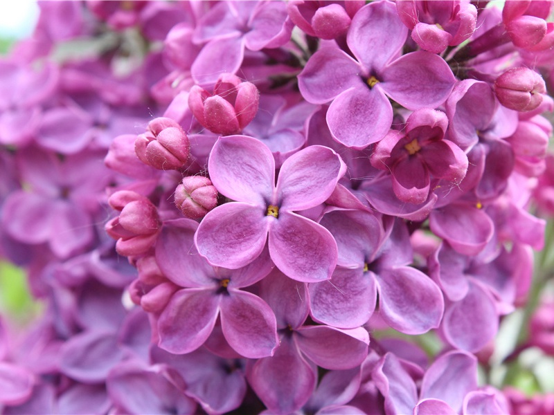 垂老别-原文注释翻译赏析杜甫古诗)