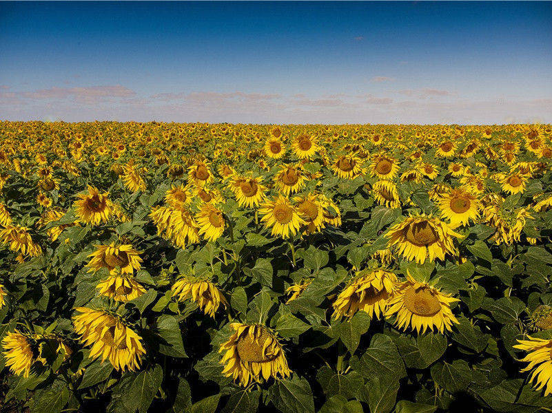 杜甫《月夜》赏析-唐诗排名第86名