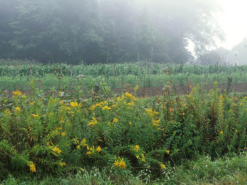南征-原文注释翻译赏析杜甫古诗)