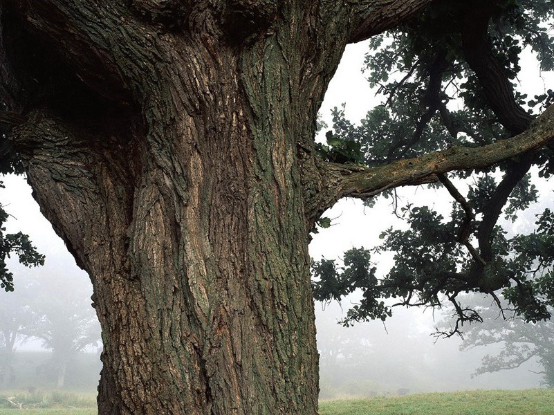 淡扫明湖开玉镜,丹青画出是君山出处意思赏析