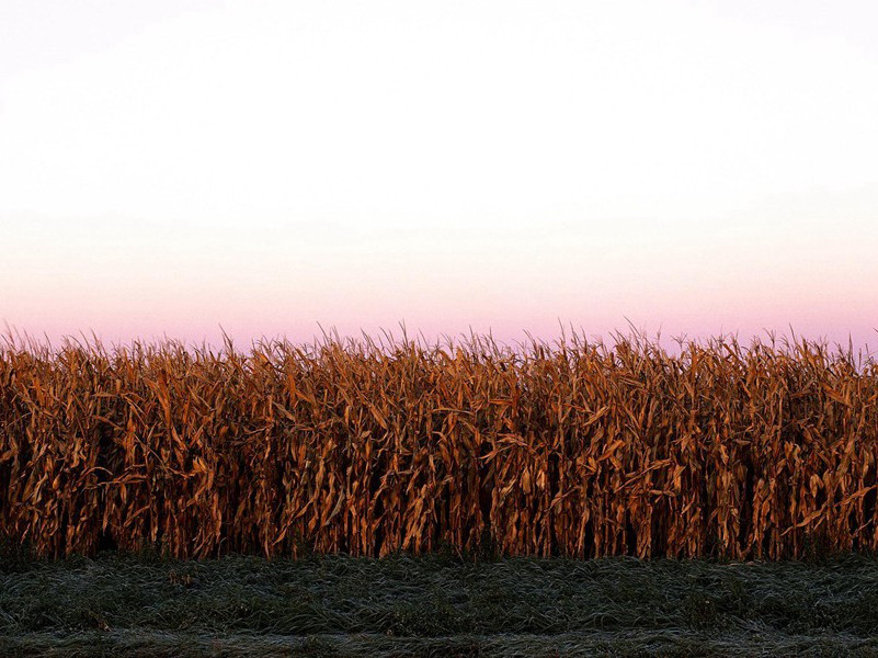 晨起开门雪满山,雪晴云淡日光寒出处翻译赏析