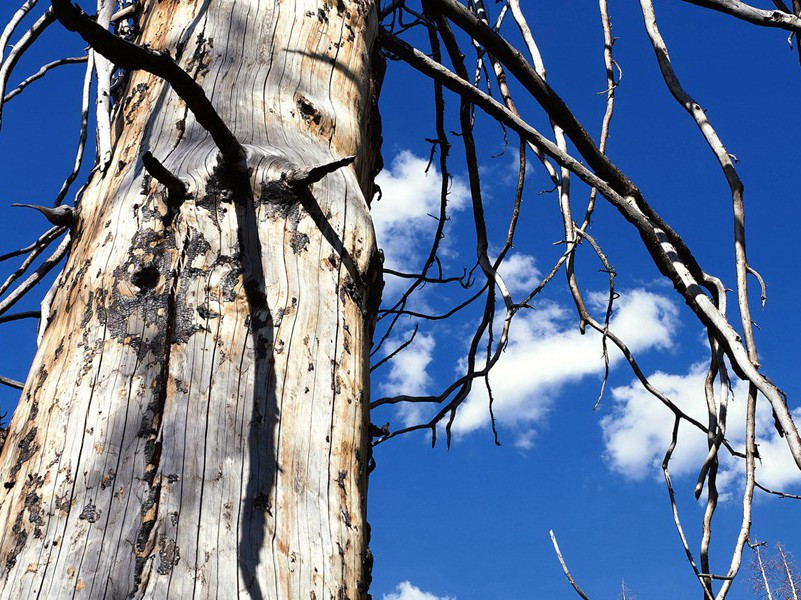 泰山不要欺毫末,颜子无心羡老彭出处赏析