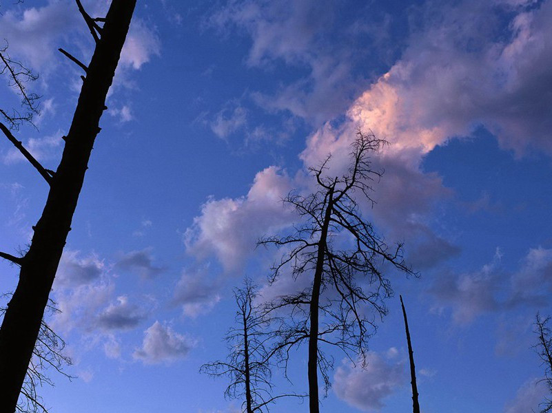 《雨过山村》赏析-[唐]王建古诗
