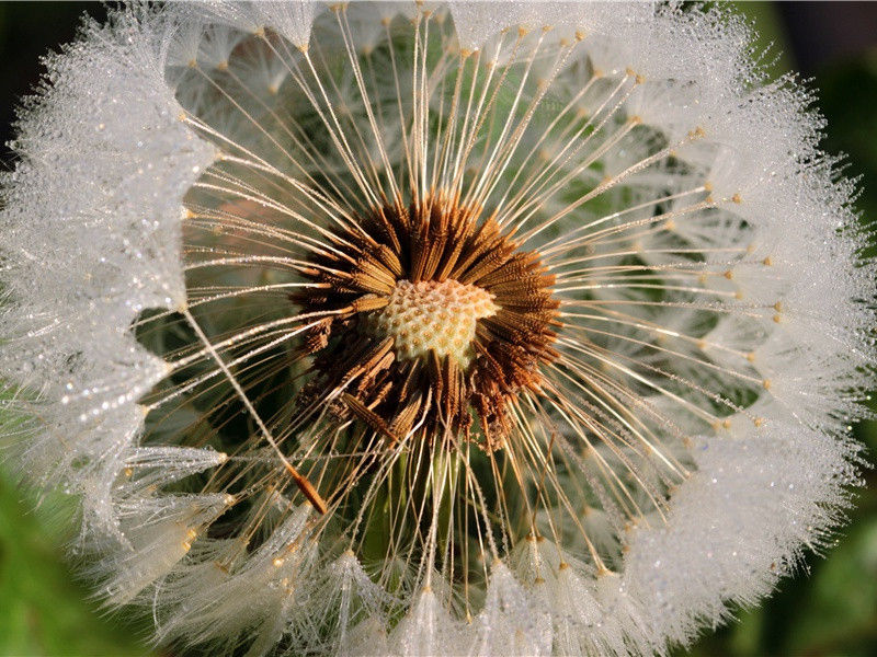 怪生无雨都张伞,不是遮头是使风的出处意思赏析