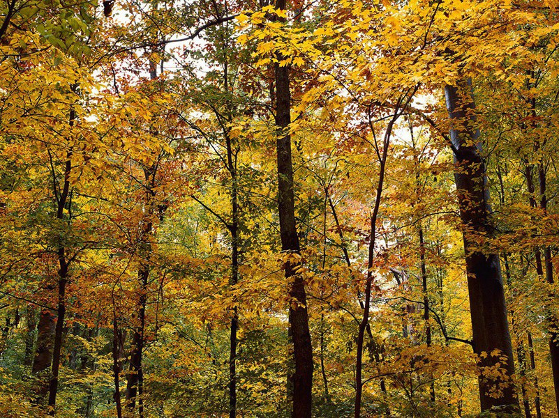李白《西岳云台歌送丹丘子》古诗翻译赏析阅读
