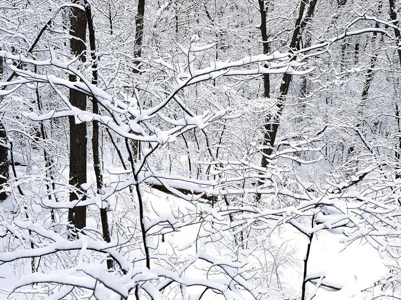 《月夜》原文翻译赏析-杜甫古诗古诗
