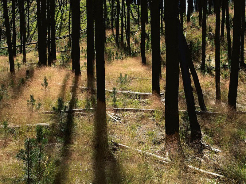 走马西来欲到天,辞家见月两回圆出处意思赏析