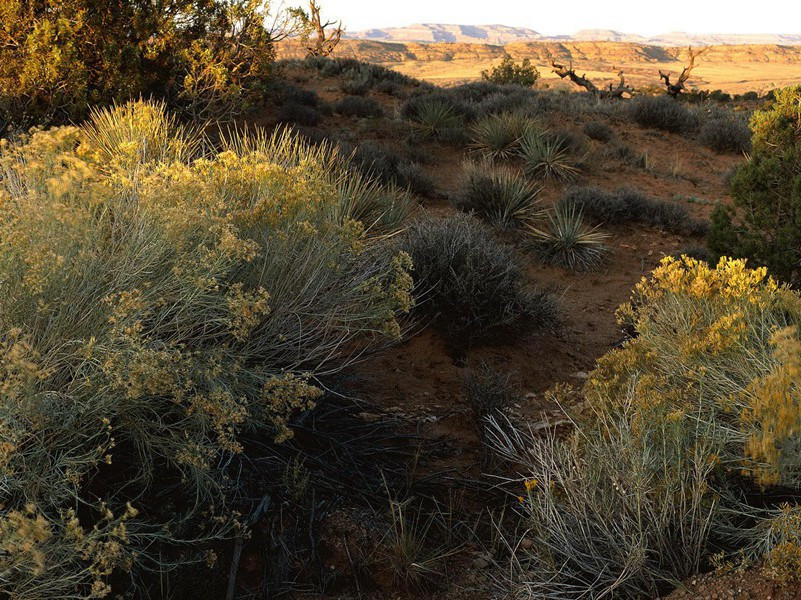 种稻清明前,乐事我能数出处意思赏析