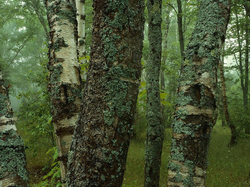 过江千尺浪,入竹万竿斜的出处意思赏析