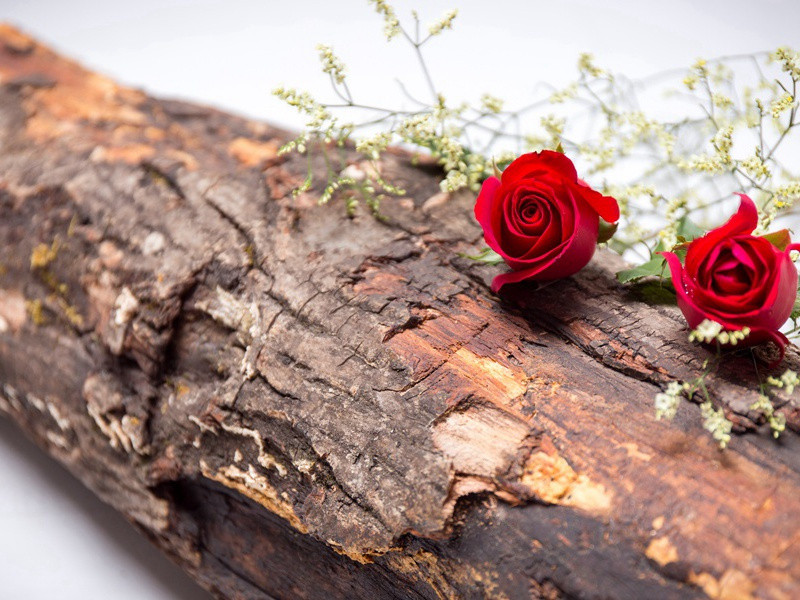 金谷年年,乱生春色谁为主,余花落处,满地和烟雨出处意思赏析