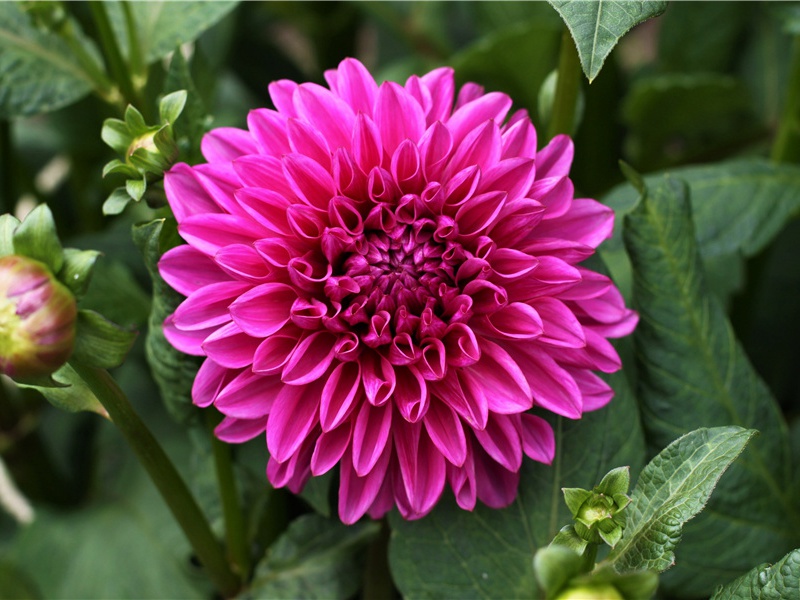 风老莺雏,雨肥梅子,午阴嘉树清圆出处意思赏析