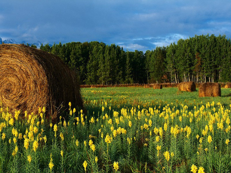唯见林花落,莺啼送客闻的出处意思赏析