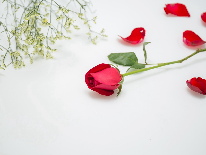 鸳鸯水宿不知寒,如今翻被惊醒出处意思赏析