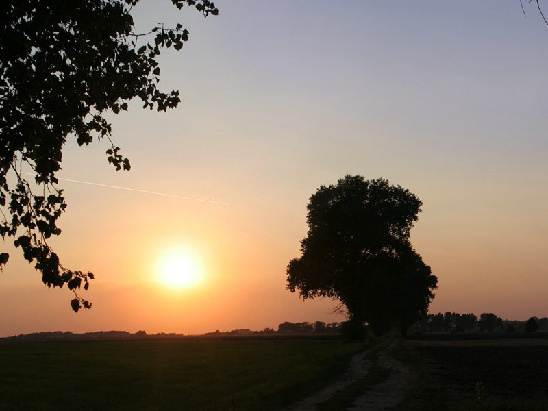 野凫眠岸有闲意,老树着花无丑枝出处翻译赏析